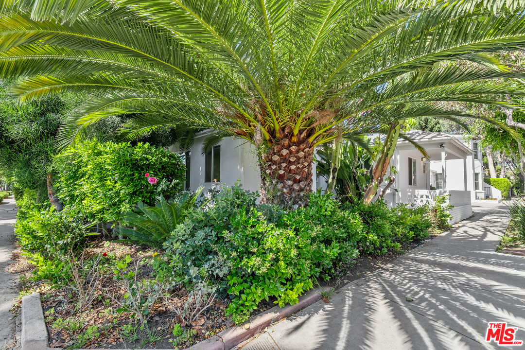 White home framed by a large palm tree and dense landscaping, with a paved walkway to the entrance.
