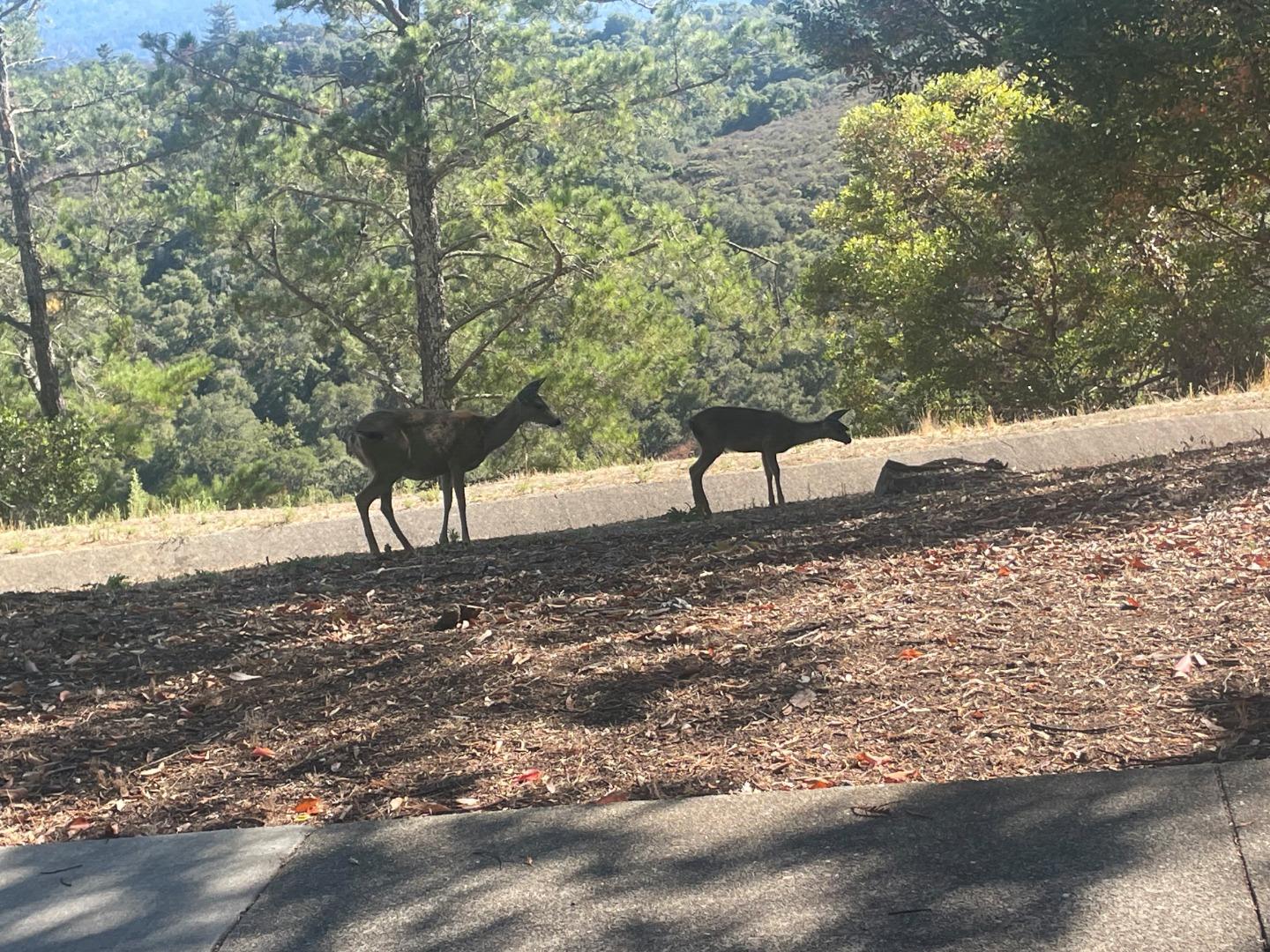 3392 Brittan Avenue 4