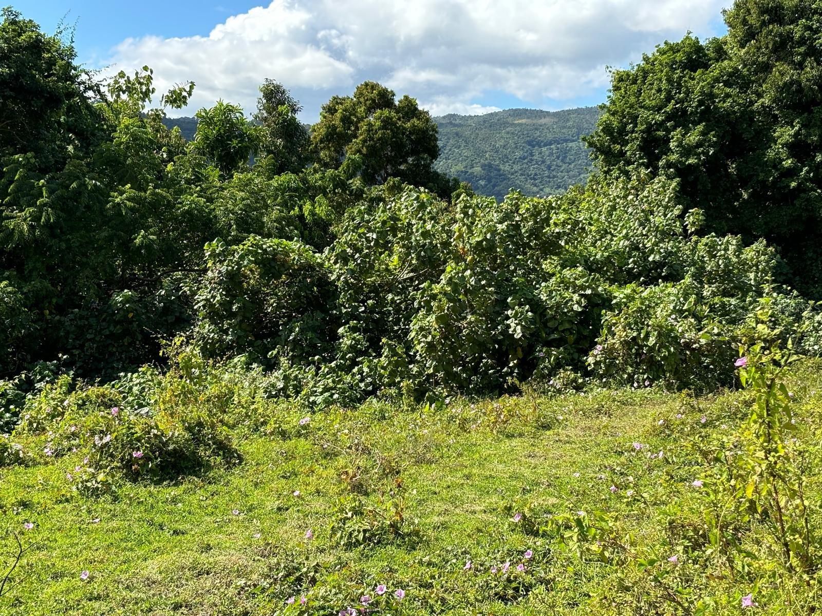 31 INT 950 KM.HM 9.7 BO RIO BLANCO