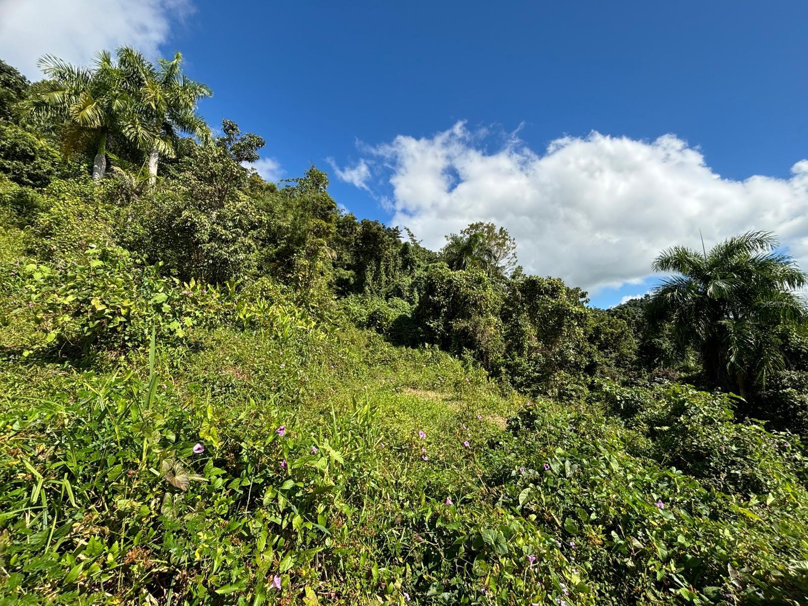 31 INT 950 KM.HM 9.7 BO RIO BLANCO