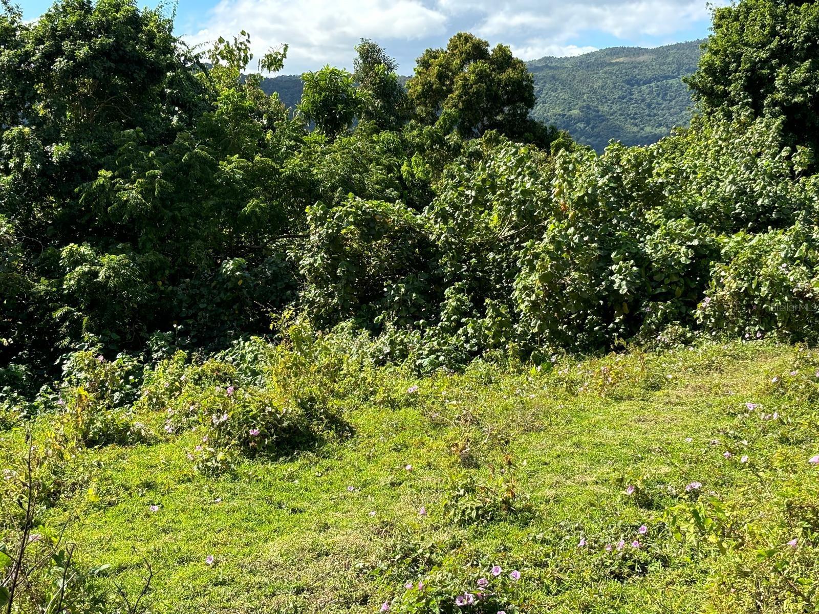 31 INT 950 KM.HM 9.7 BO RIO BLANCO