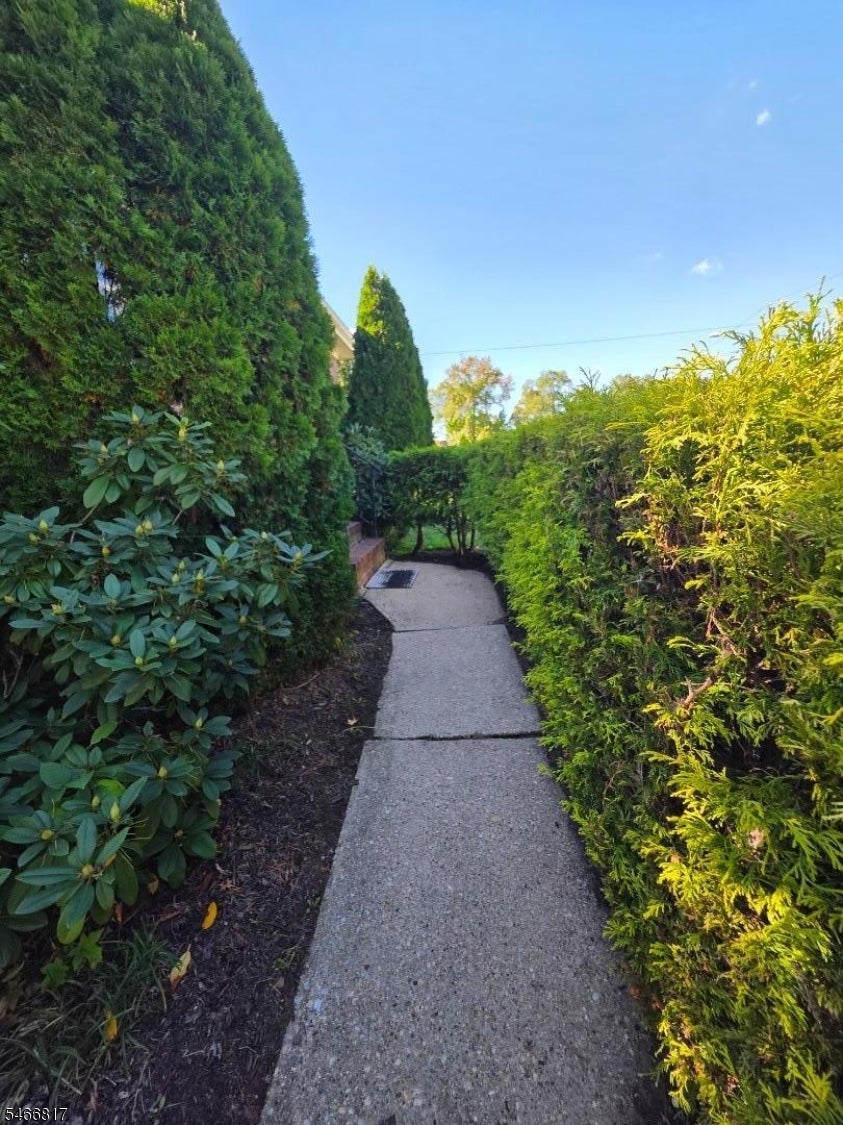 Concrete garden walkway bordered by dense evergreen hedges and shrubs.