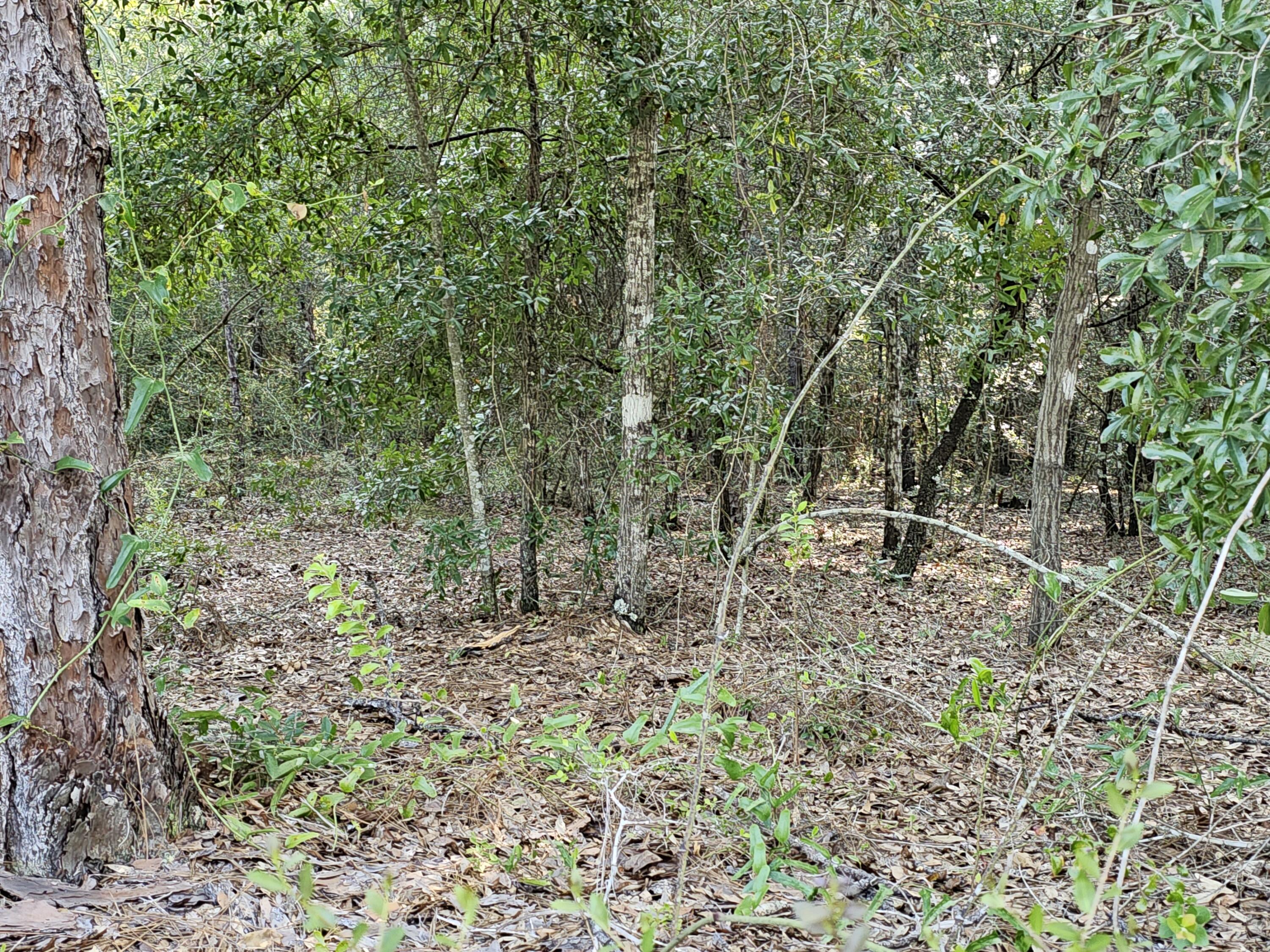 Lot XX E Picasso East Circle, DeFuniak Springs