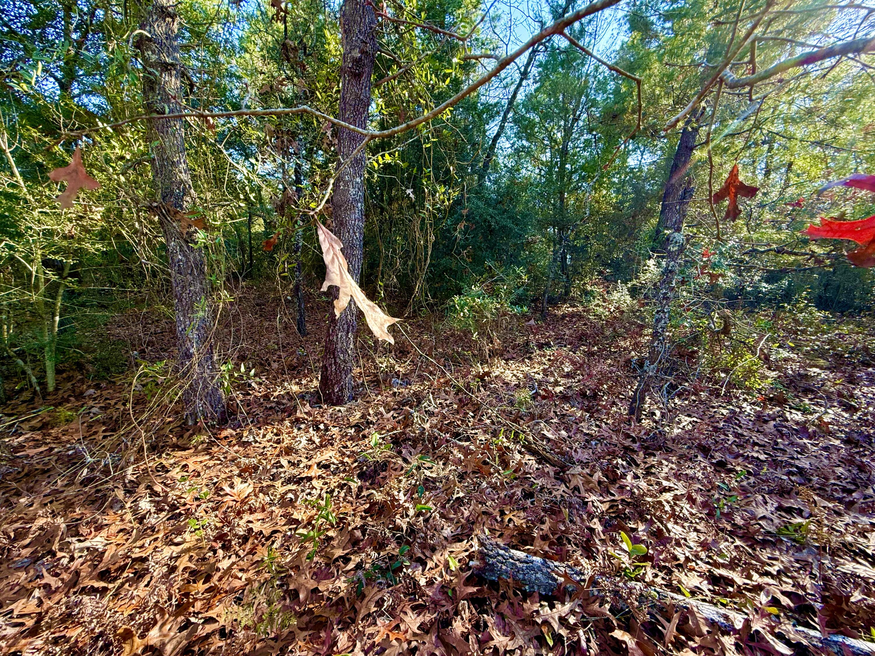 Lot 6 Blk 14 E Tiger Lily Lane, DeFuniak Springs