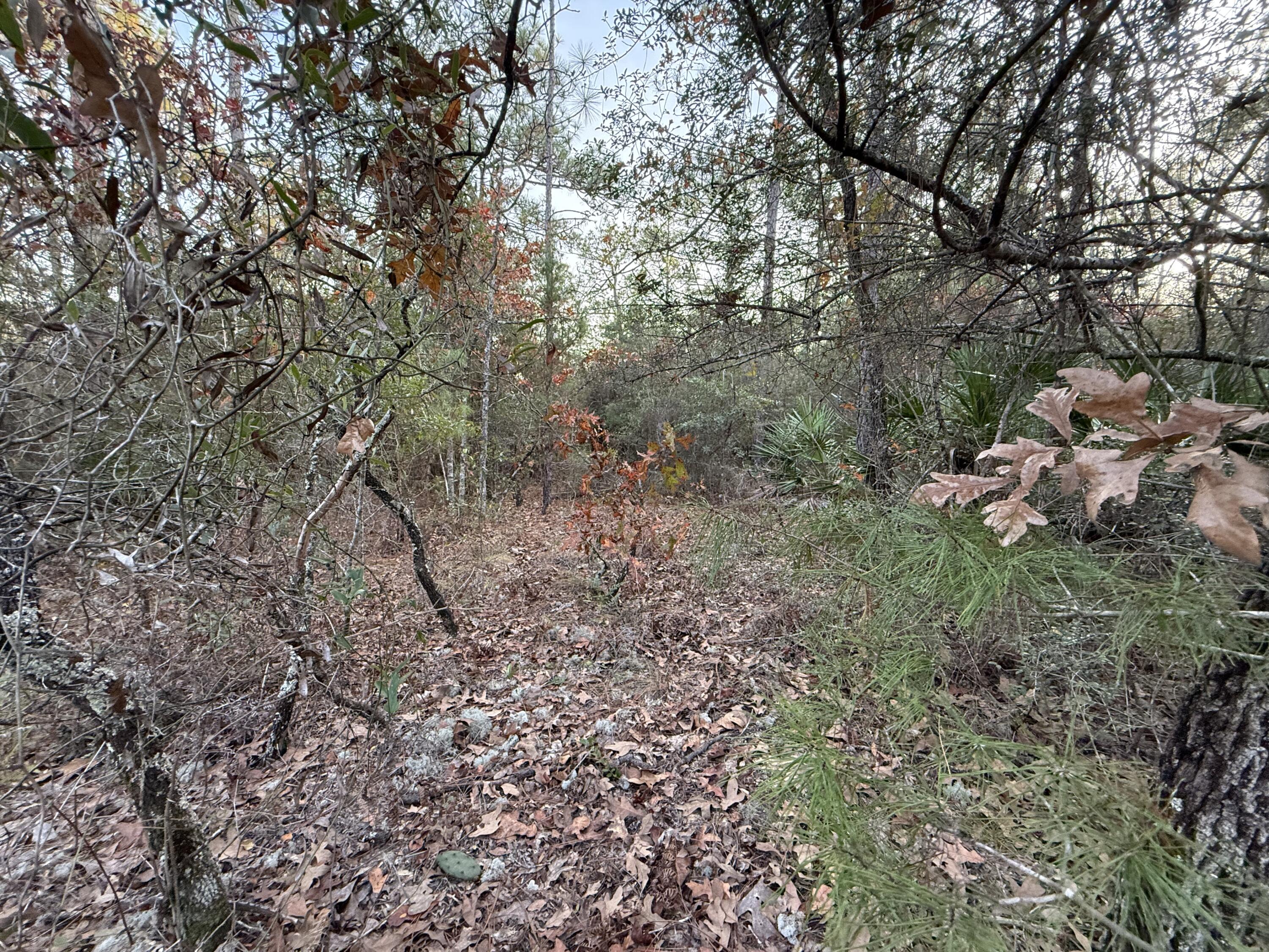 Lots 9-11 Tangerine & Lot 2 Girl Scout, DeFuniak Springs