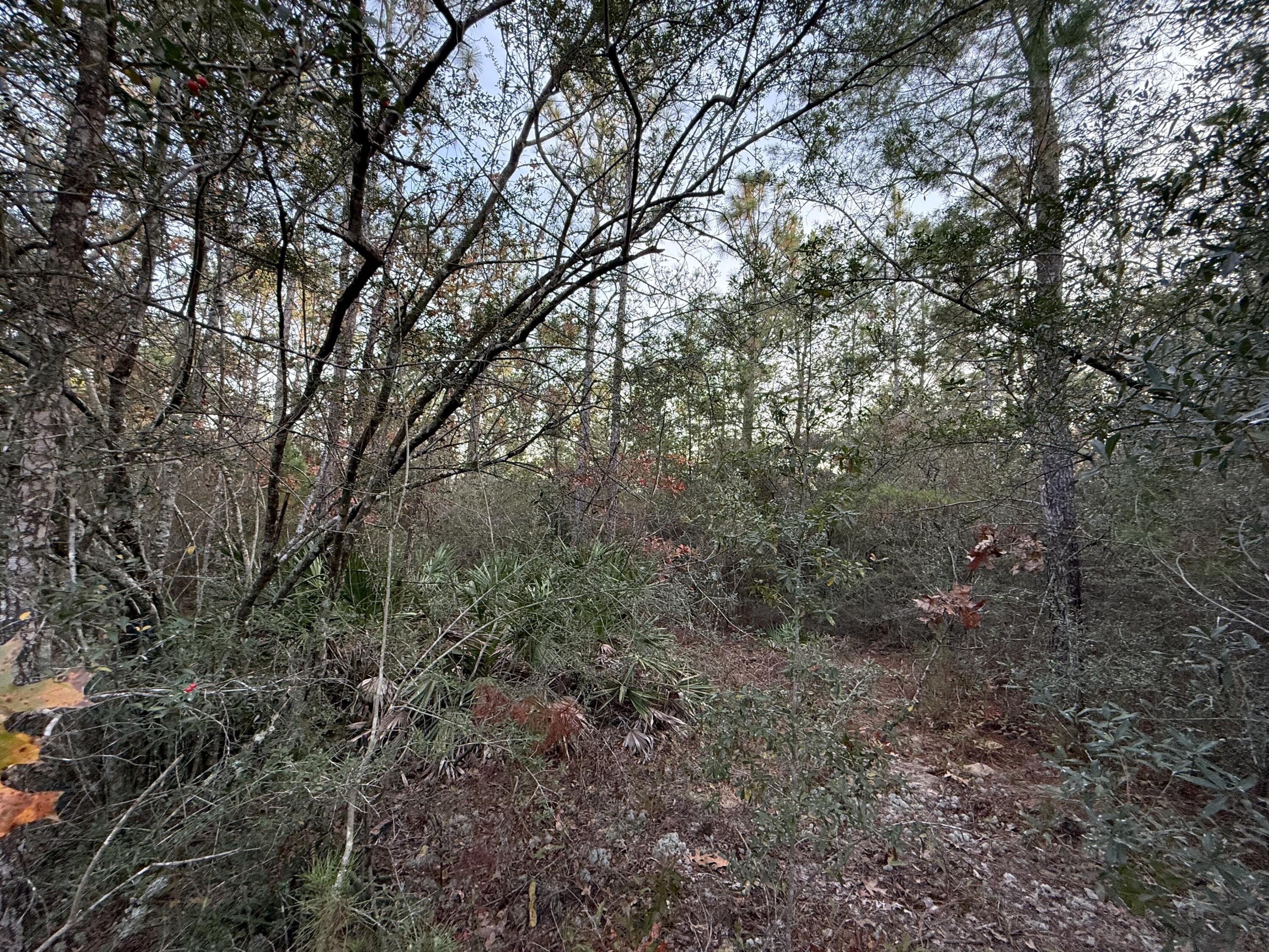 Lots 9-11 Tangerine & Lot 2 Girl Scout, DeFuniak Springs
