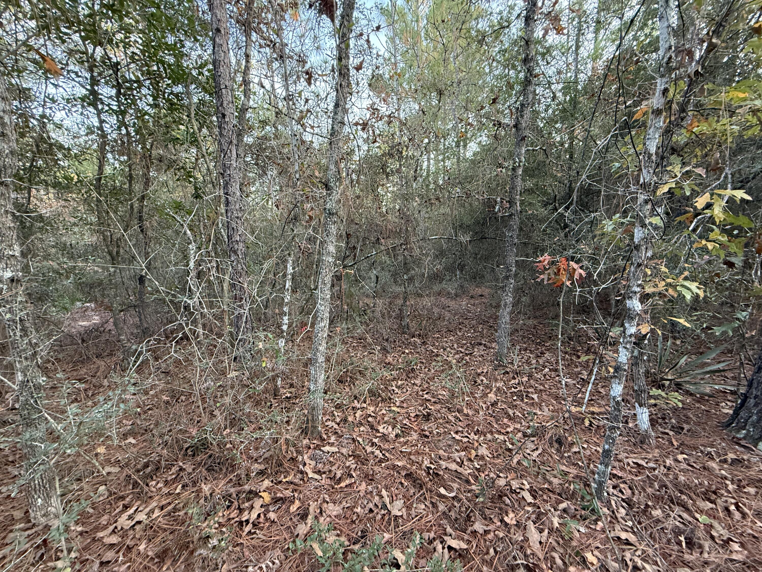 Lots 9-11 Tangerine & Lot 2 Girl Scout, DeFuniak Springs