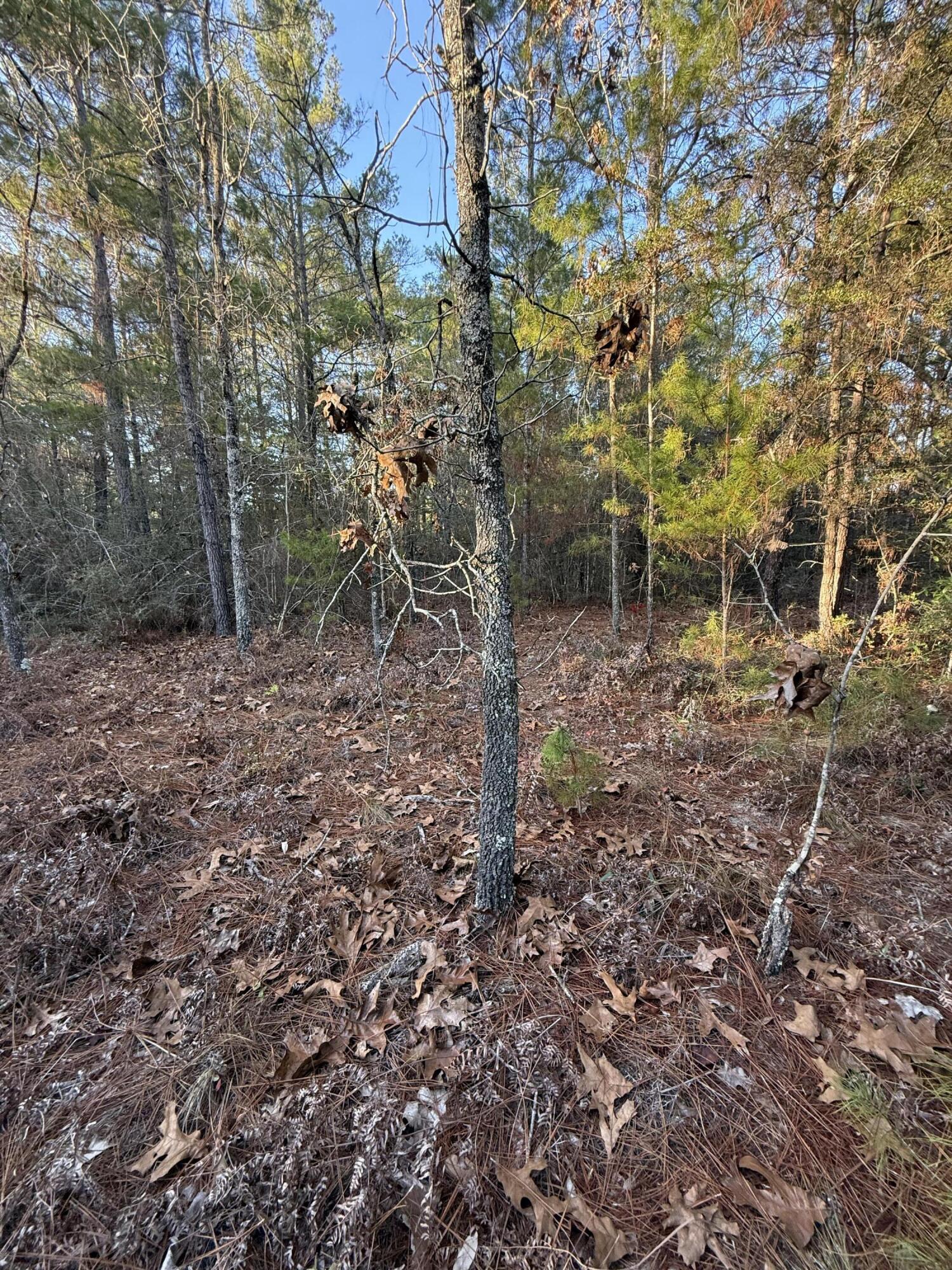 Lot 5 Blk 54 on Forest Lane, DeFuniak Springs