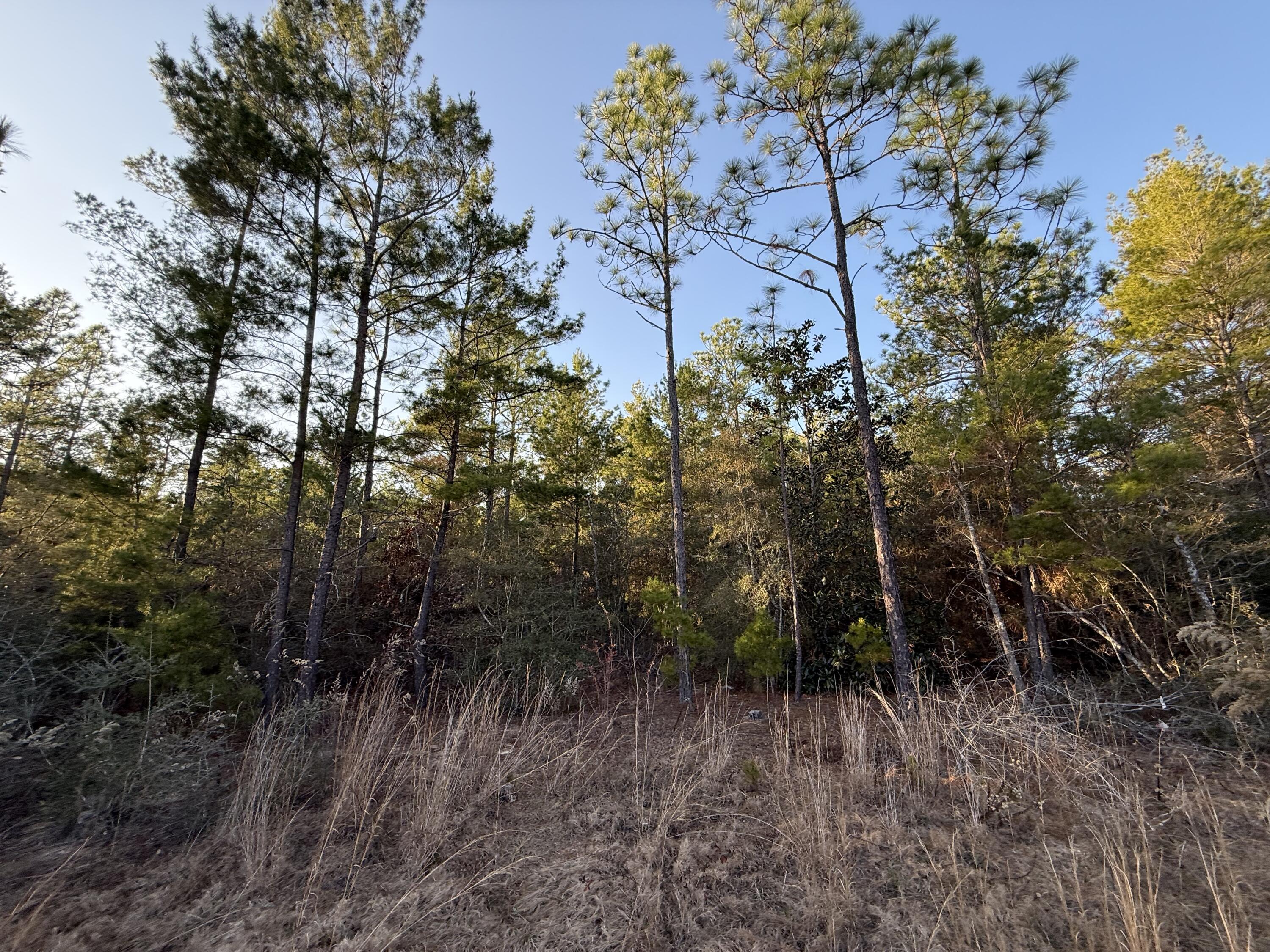 Lot 5 Blk 54 on Forest Lane, DeFuniak Springs