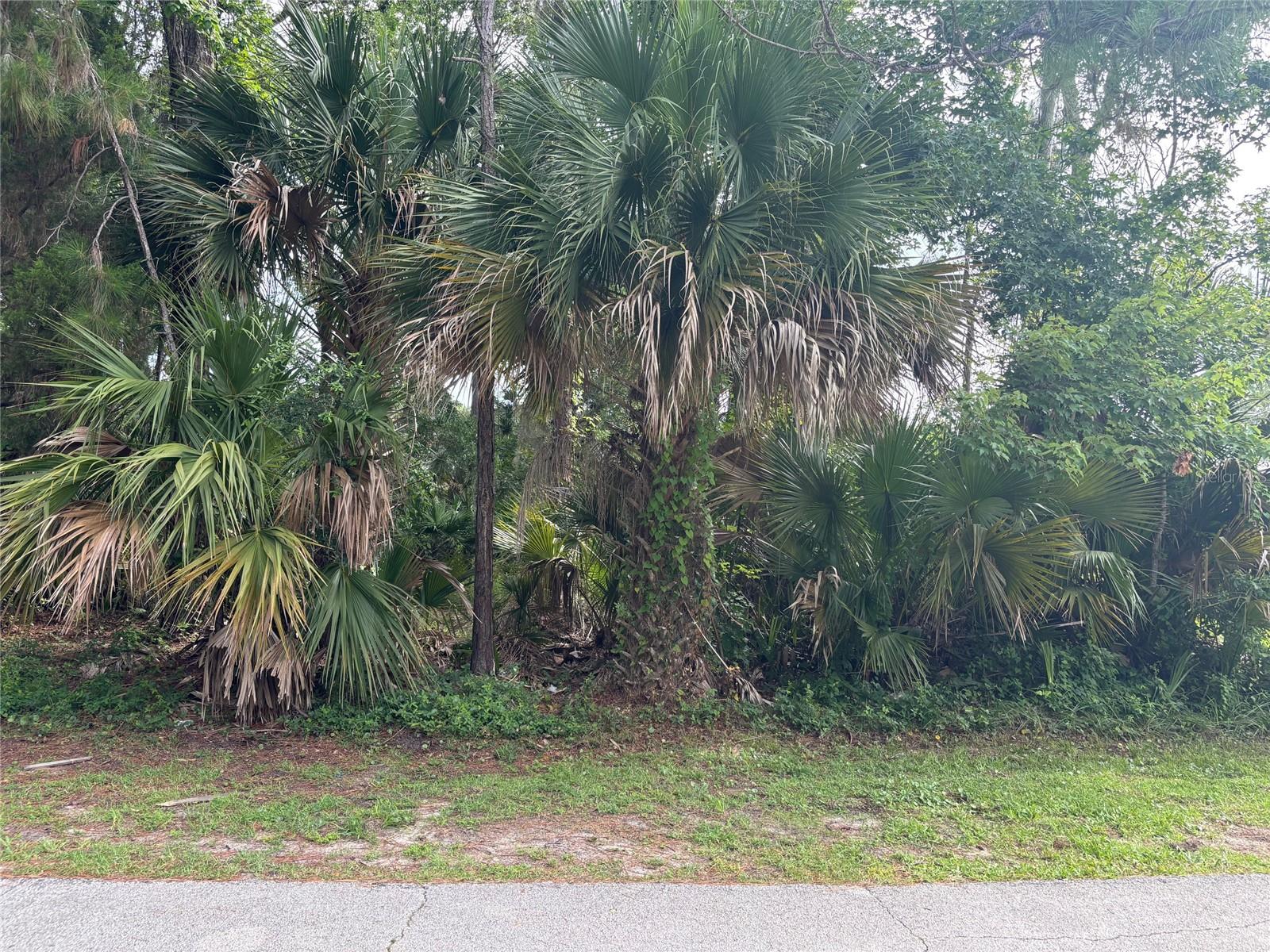 PALM COAST