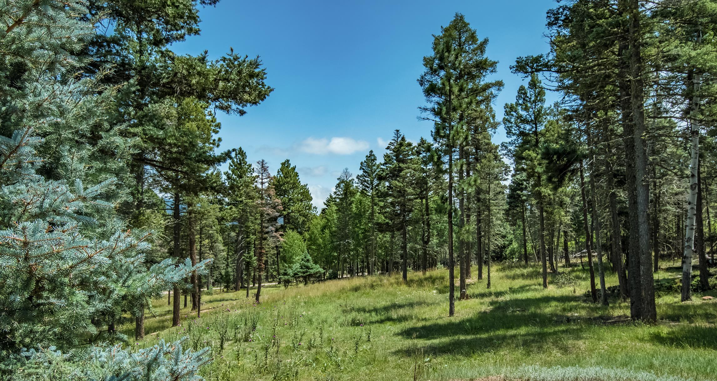 14 Sierra Blanca Trail