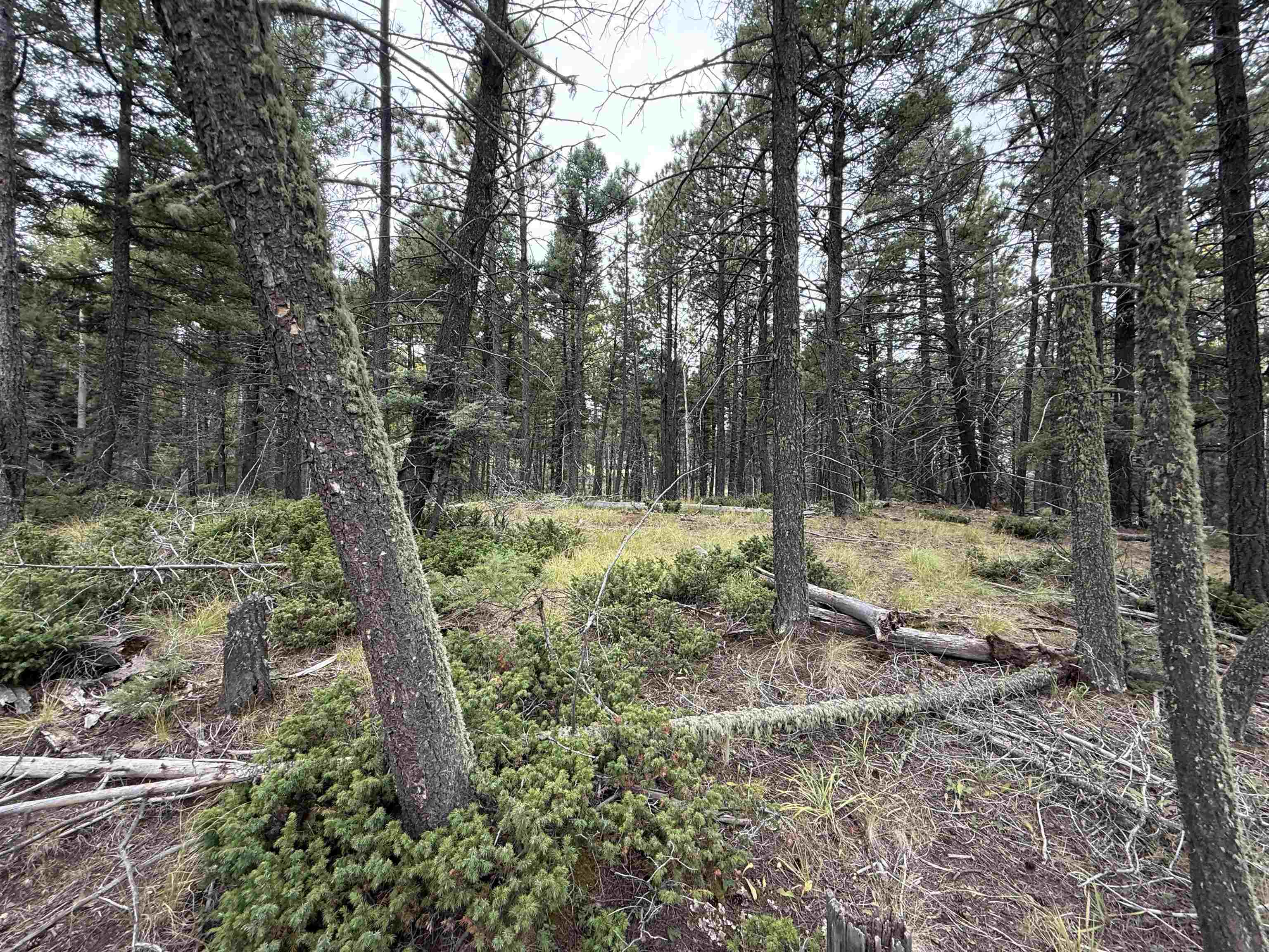 Lot 174 Snowbird Ln