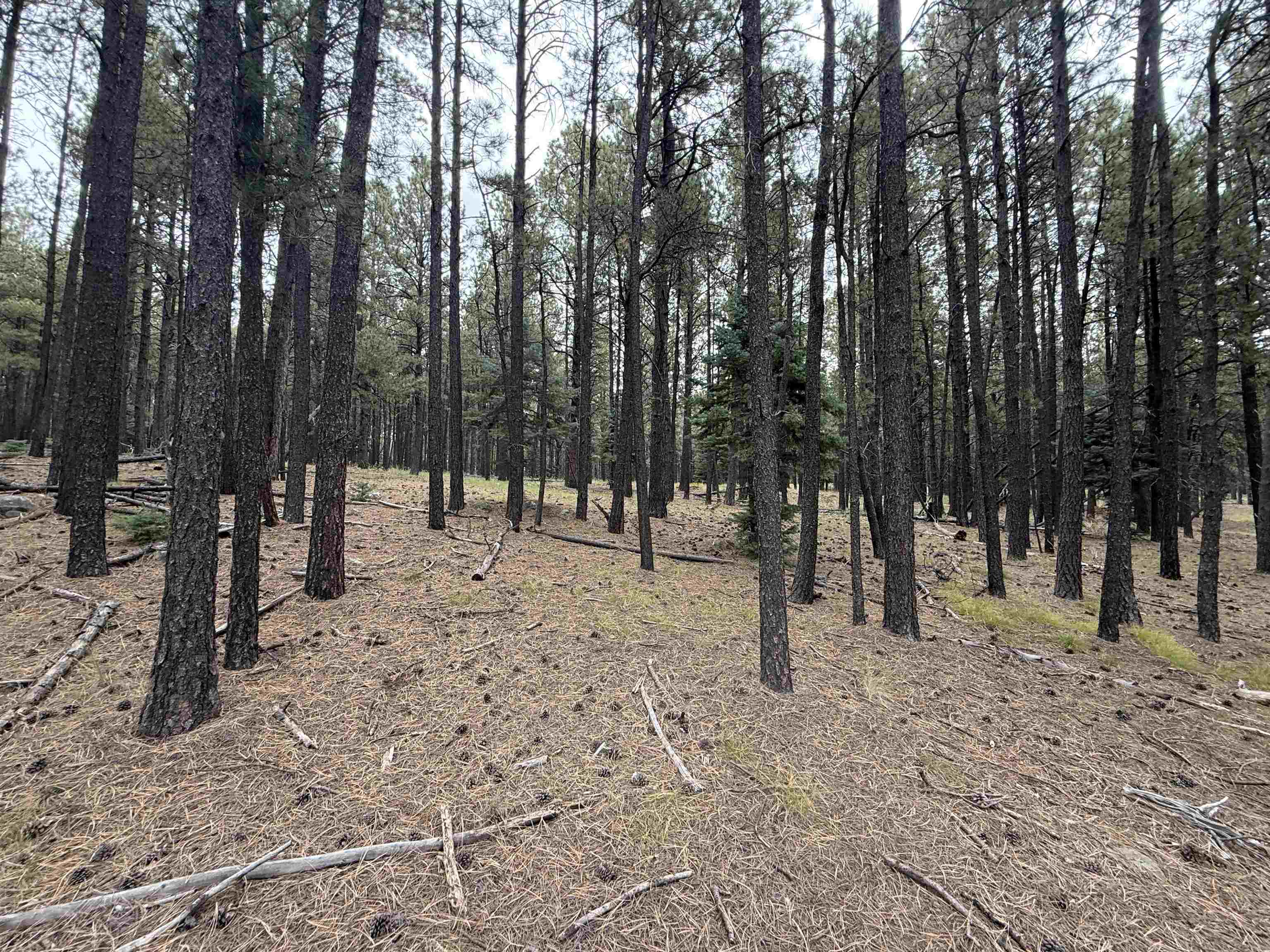 Lot 115 San Juan Dr