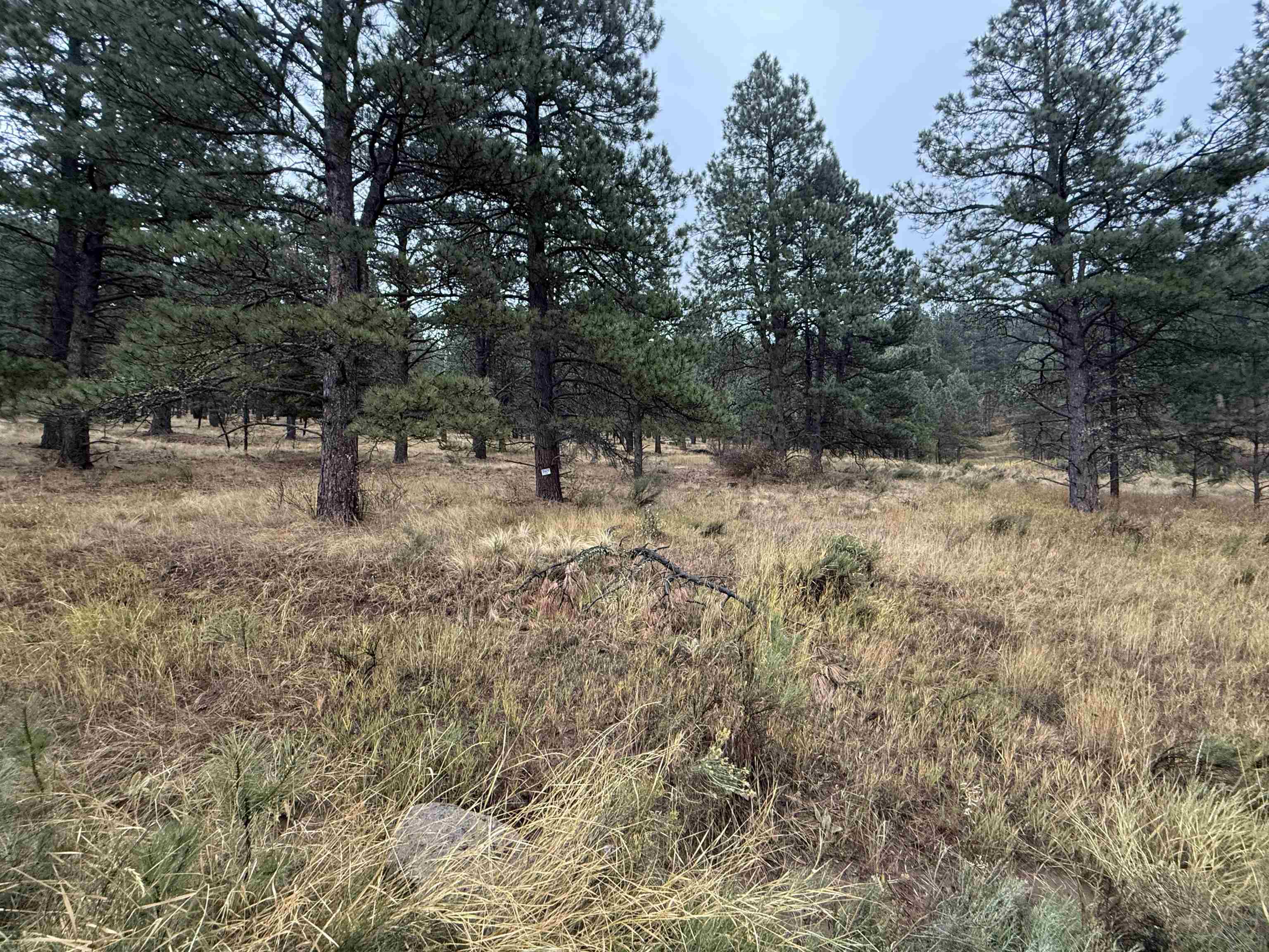Lot 83 Alta Rd