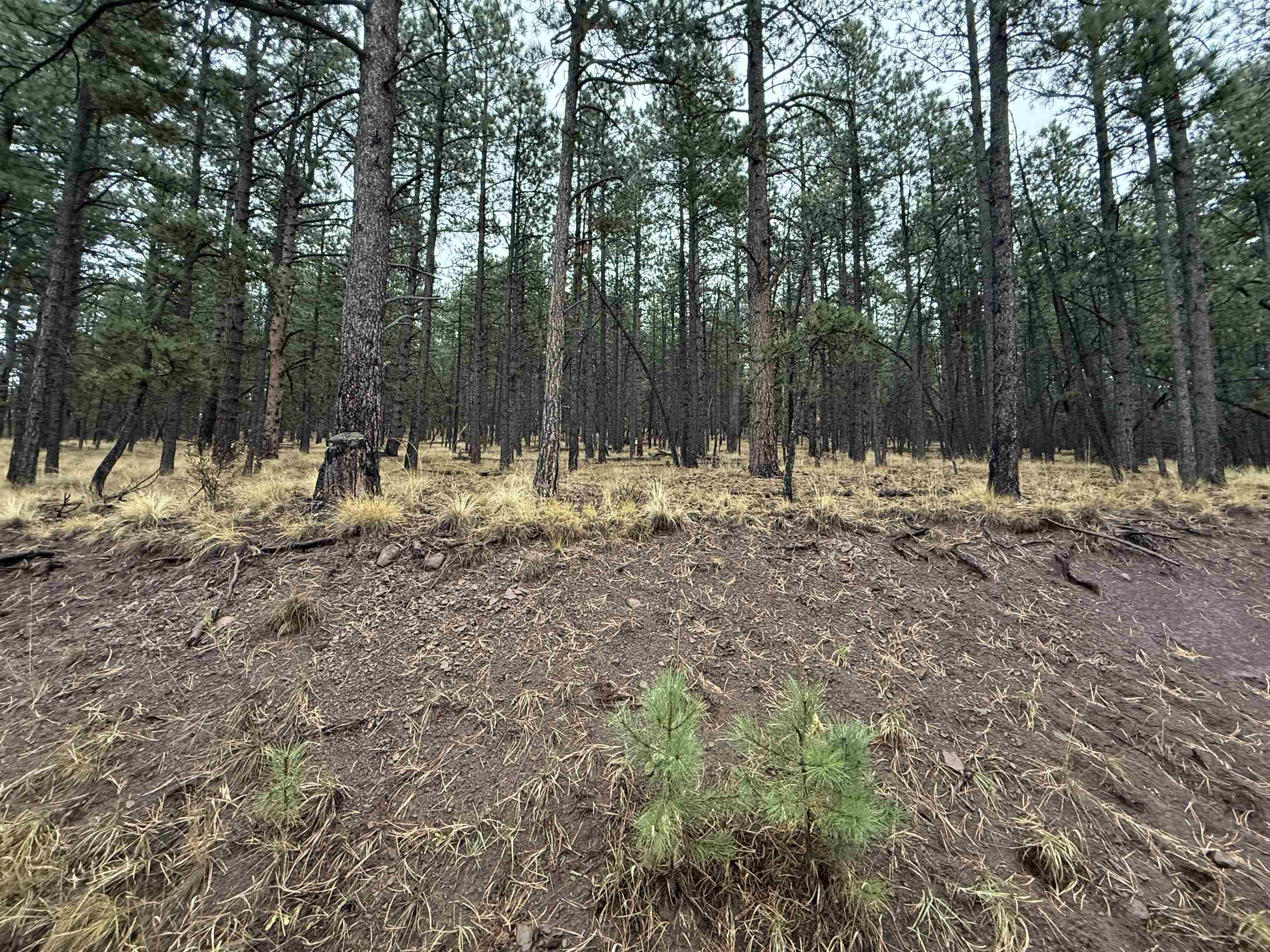 Lot 113 Alta Pl