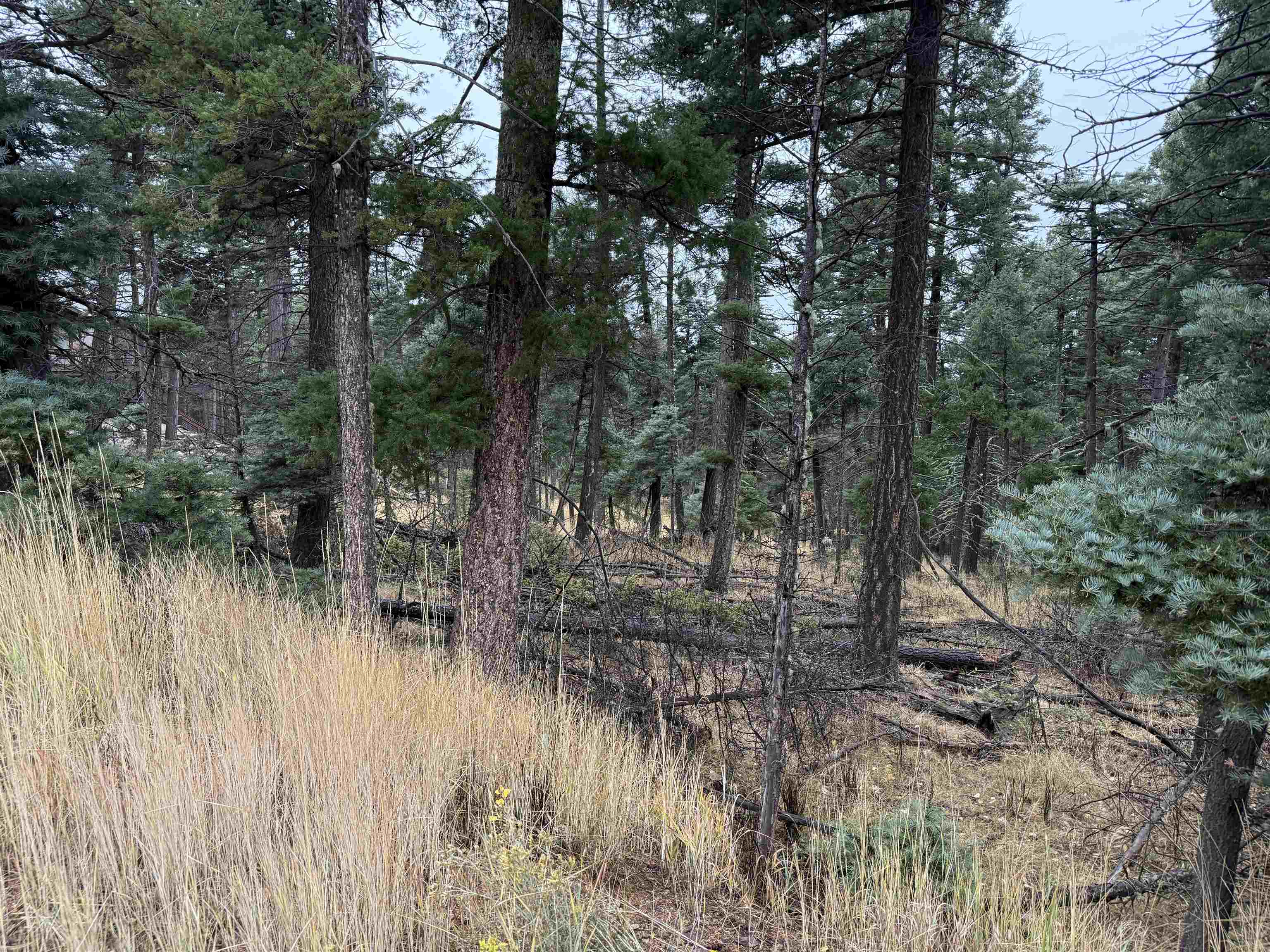 Lot 181 Taos Pl