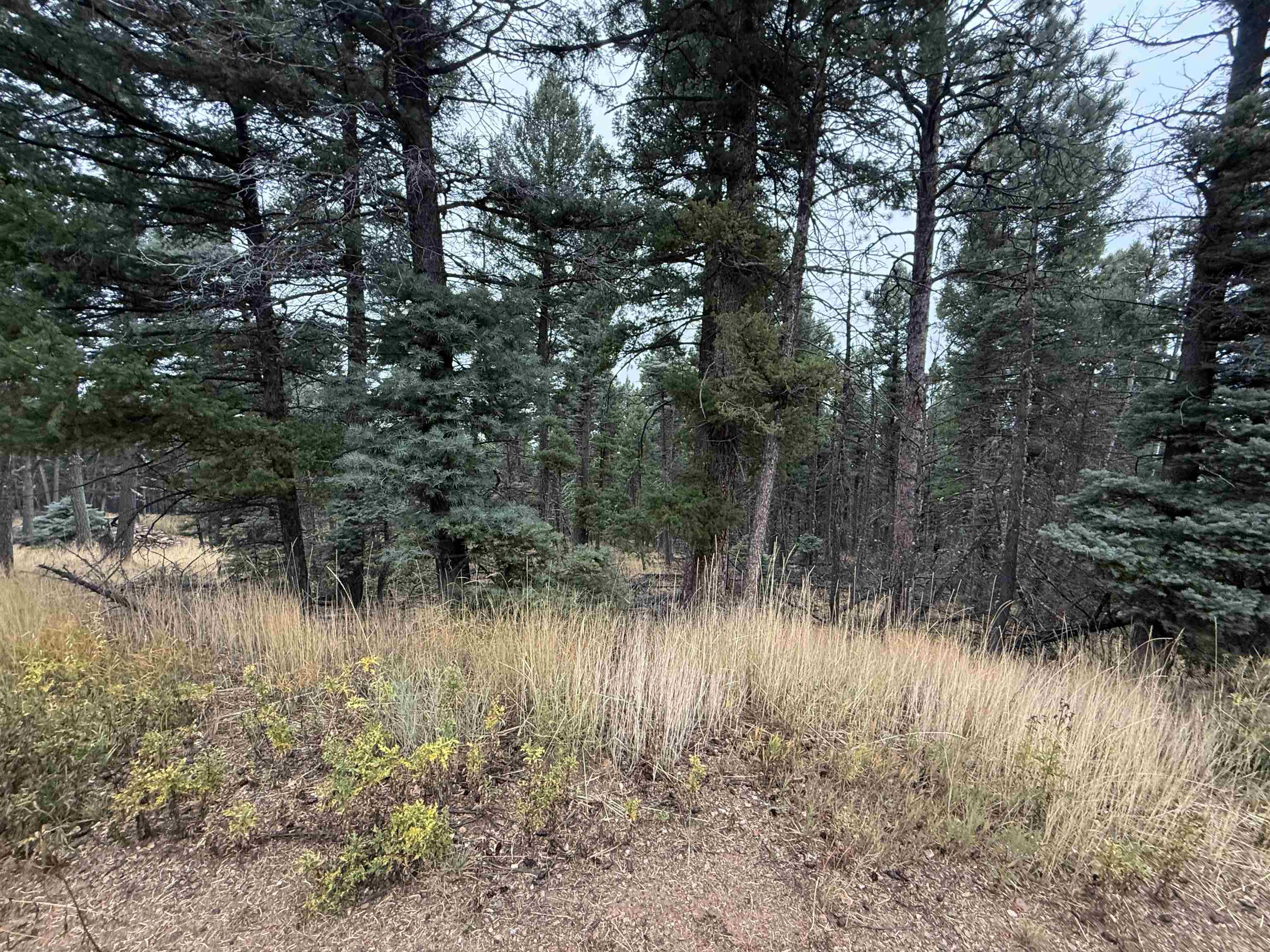 Lot 181 Taos Pl