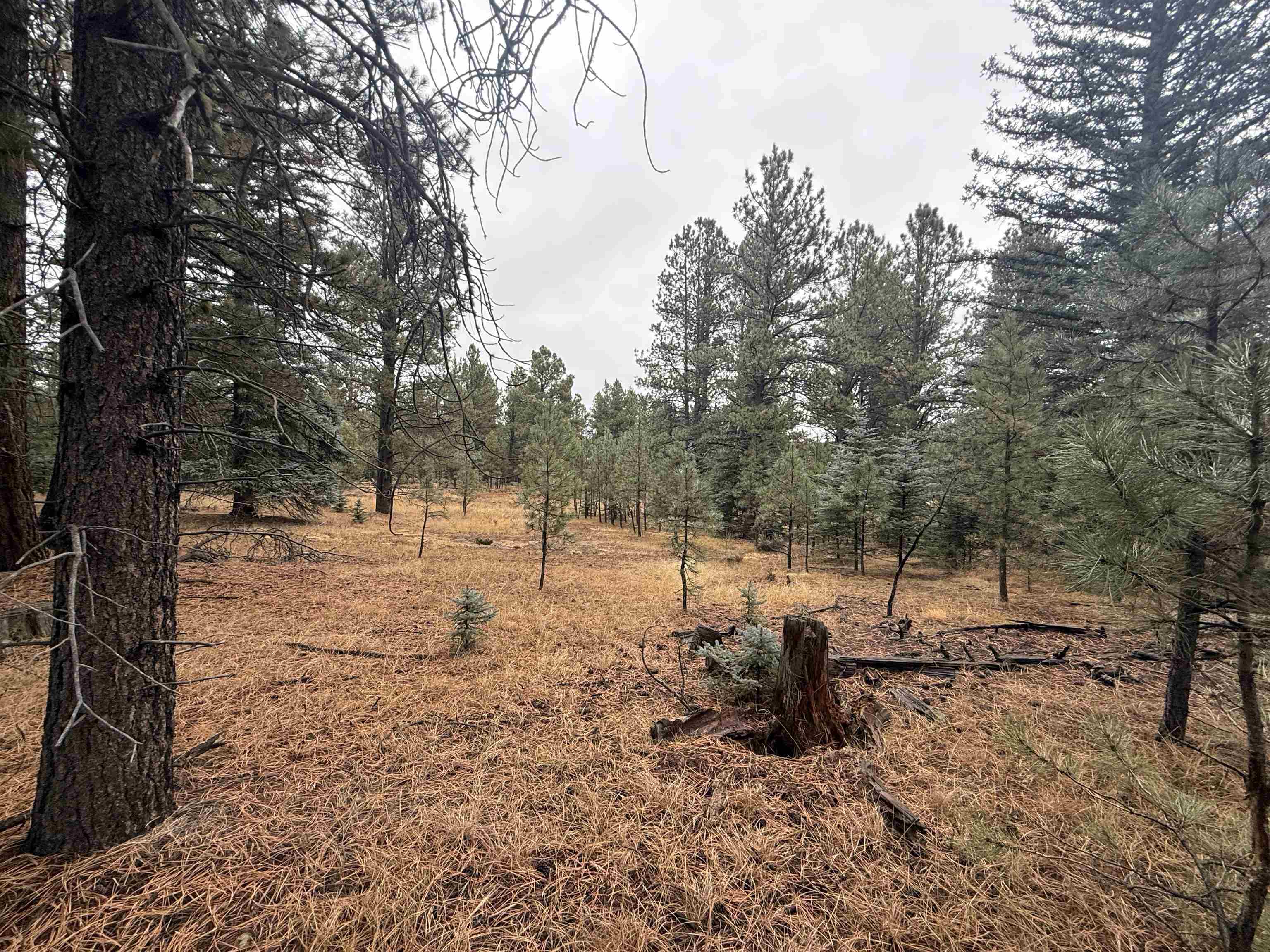 Lot 37 S Valle Grande Trl