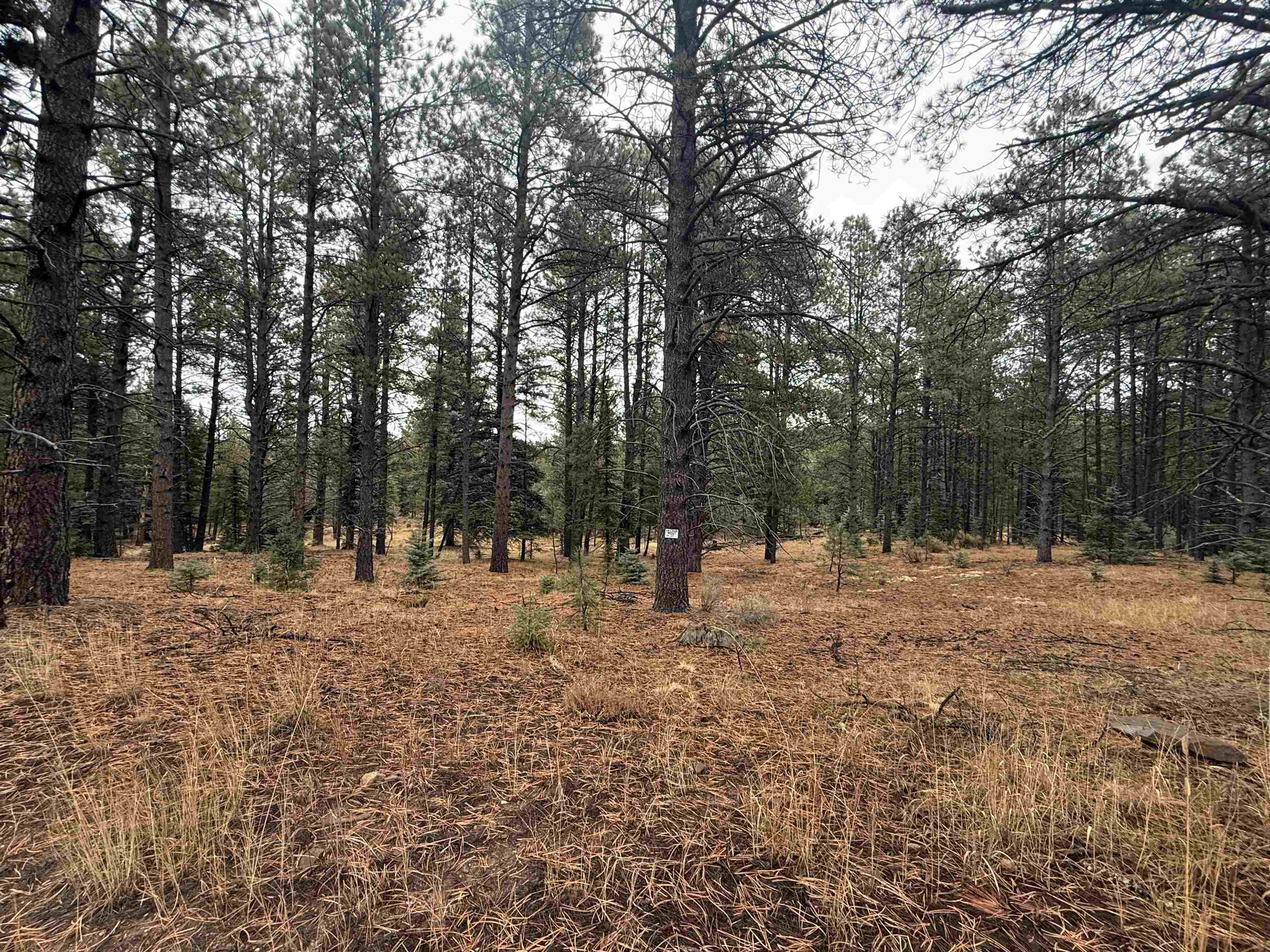 Lot 37 S Valle Grande Trl