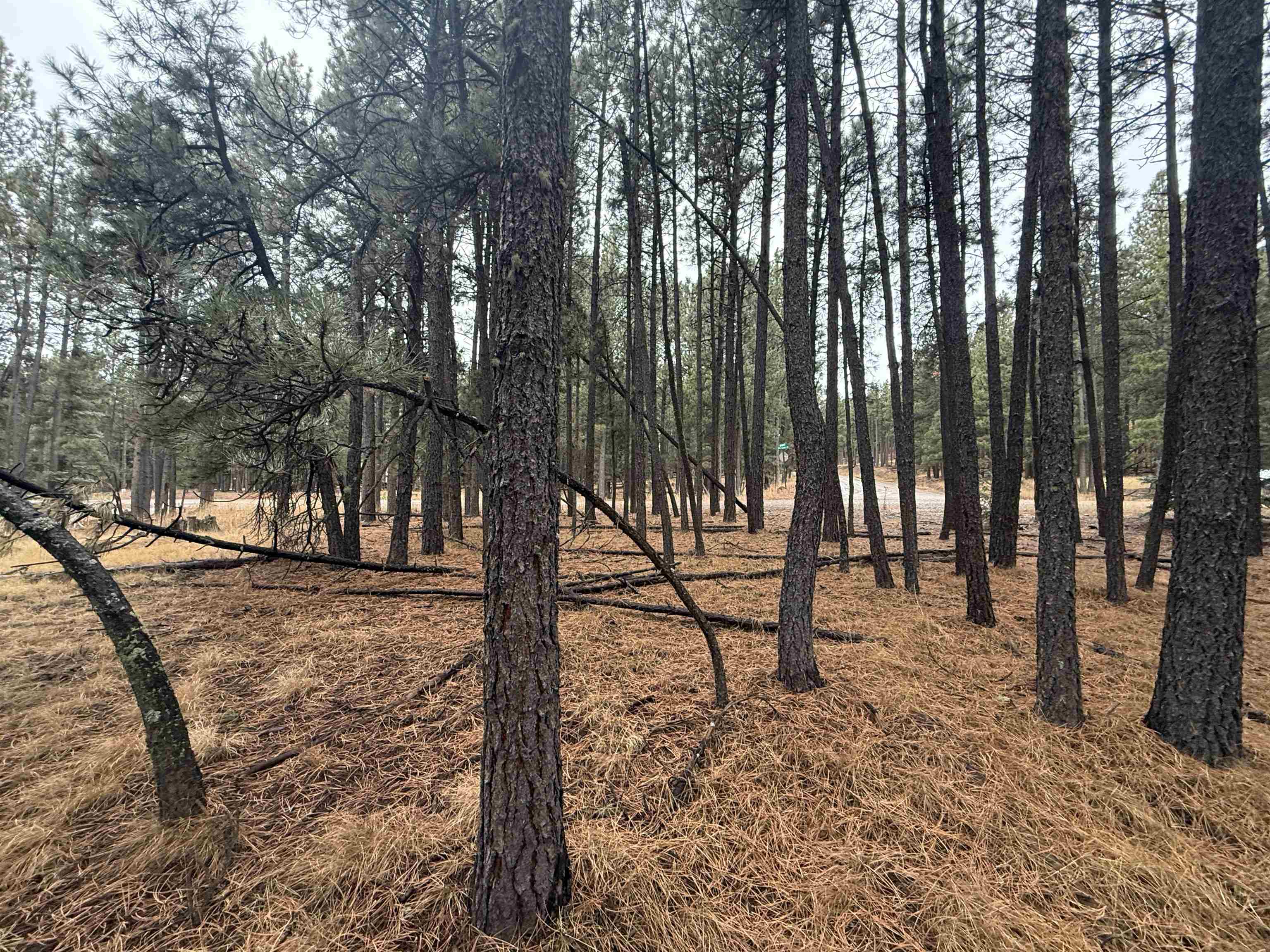 Lot 40 S Valle Grande Trl