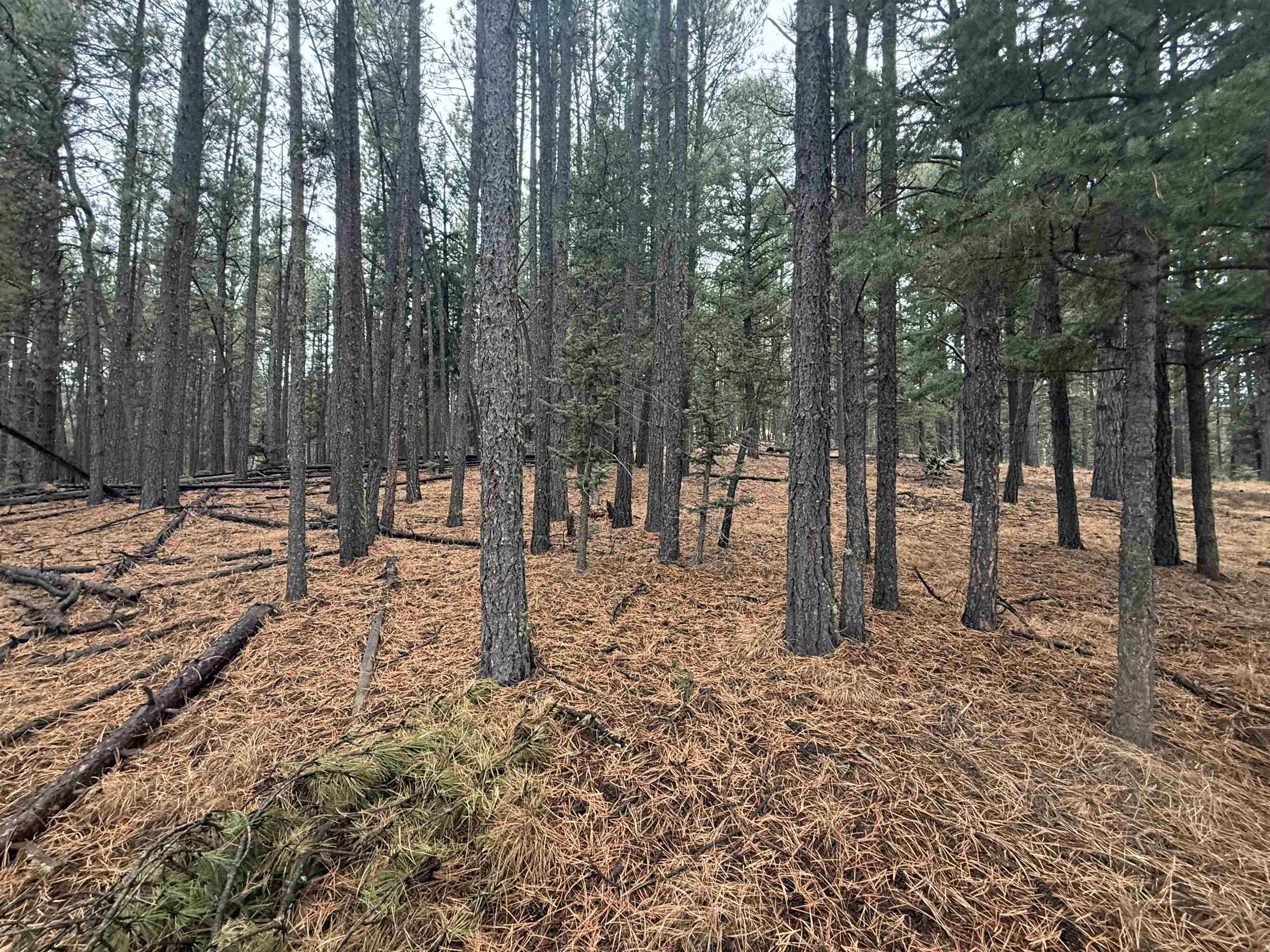 Lot 53 S Valle Grande Trl