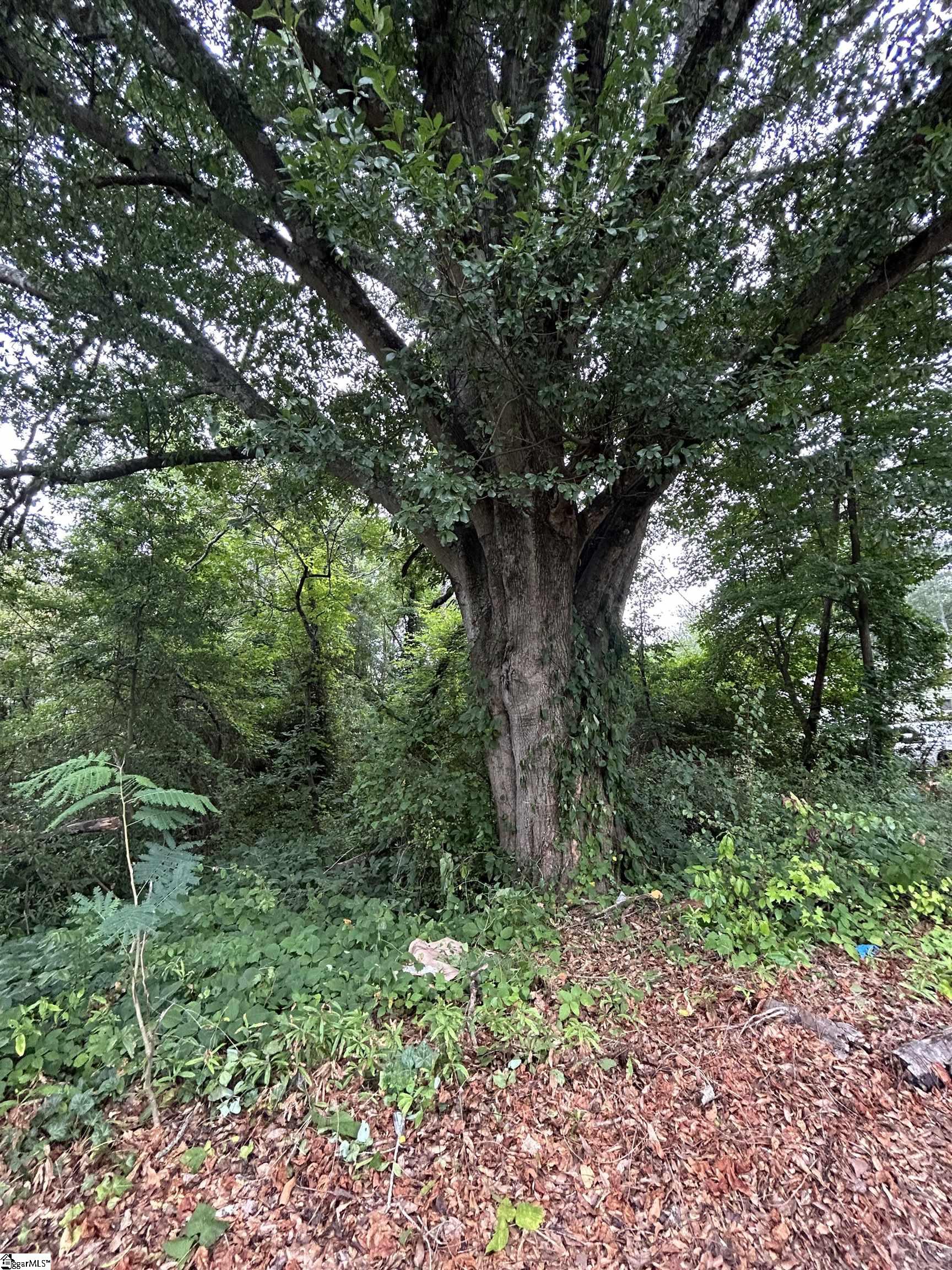 00 Apopka Avenue