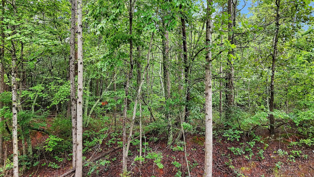 TR 5 Dalrymple Road