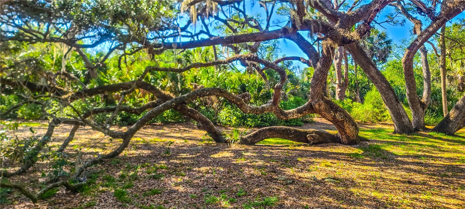 2749 ORCHID OAKS DR #302