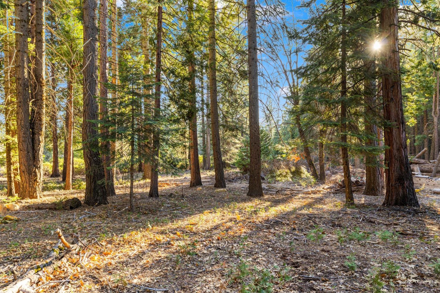 16277 Ophir Silver Road