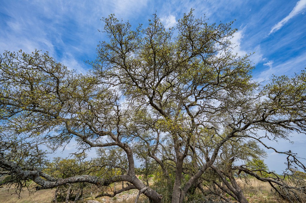 104 Fig Leaf Court # 59