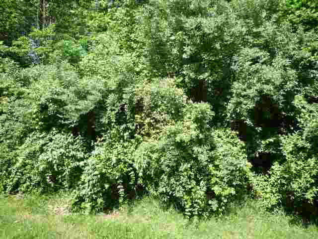 Lot 40 Lakewood Unit: 40