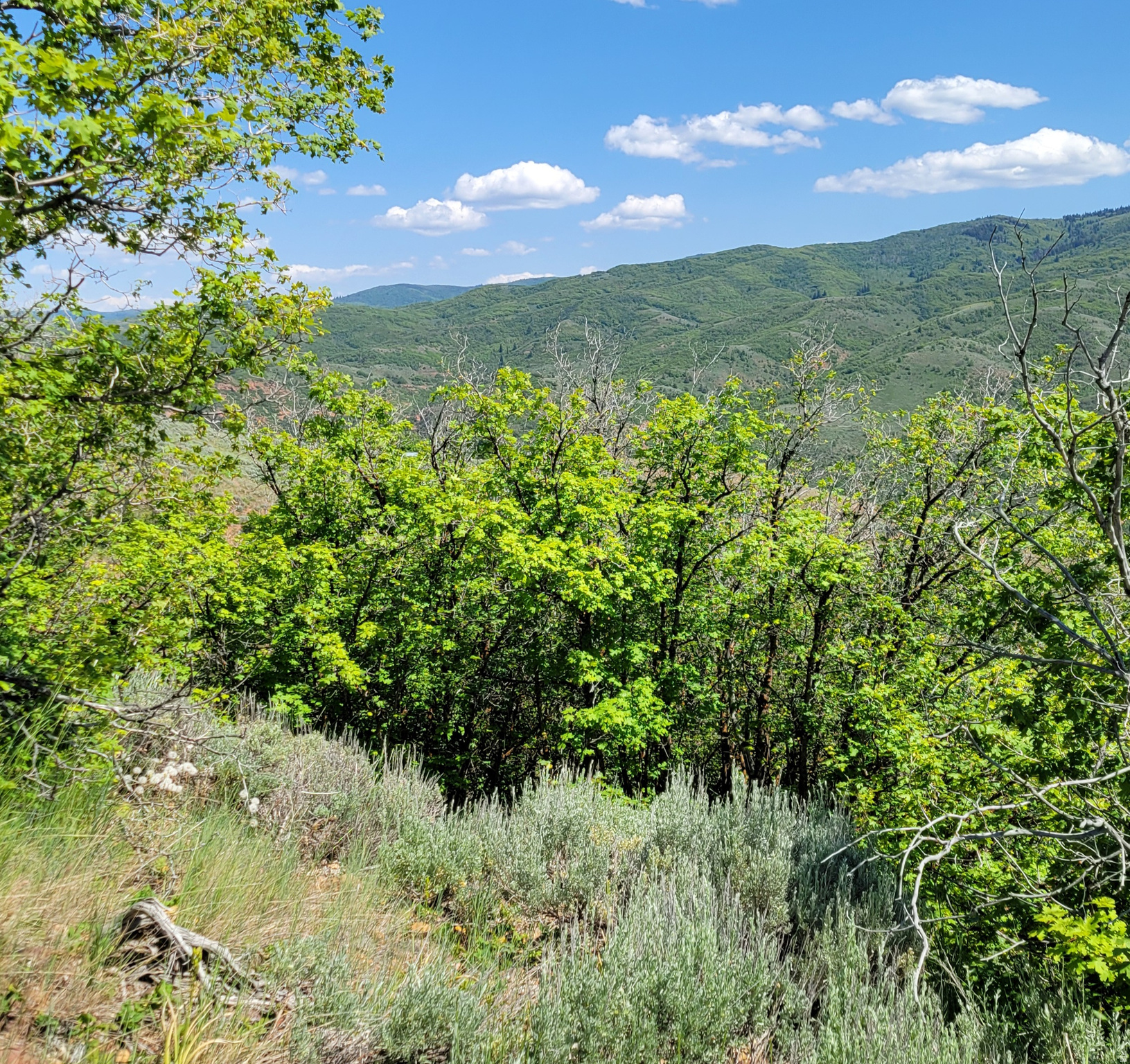 12737 E HIGH PINE CIR Unit: 54