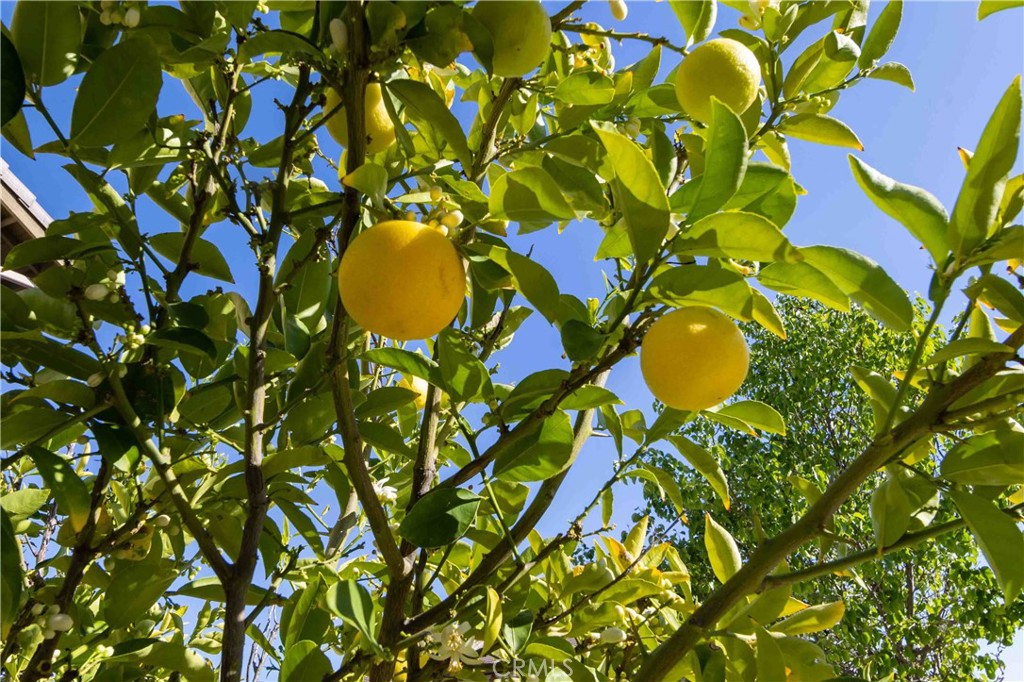 31865 Wild Ginger Place