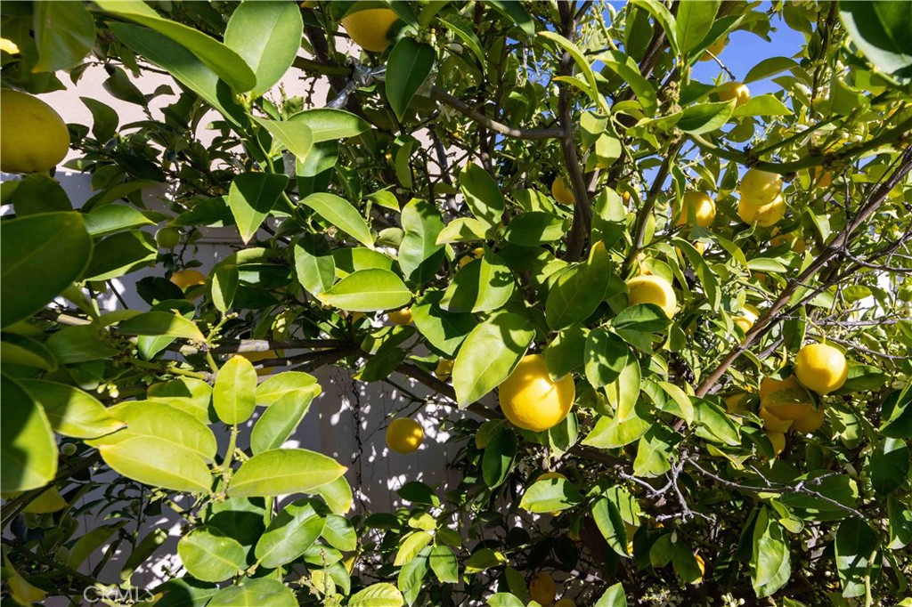 31865 Wild Ginger Place