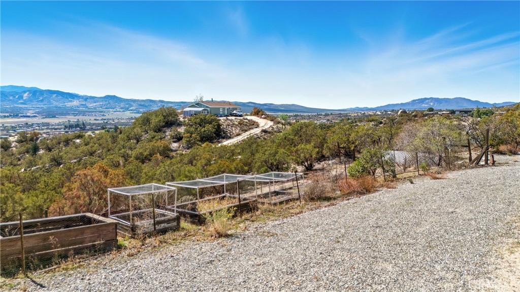 61455 Indian Paint Brush