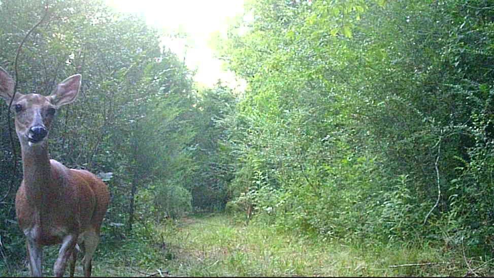 1100 Old Hwy 50A