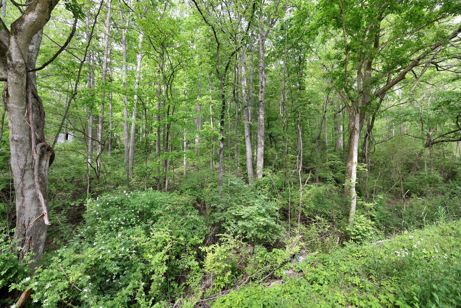 7210 Brush Creek Rd