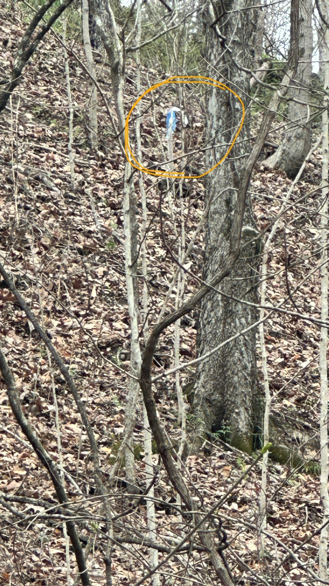 462A Pole Hill Rd