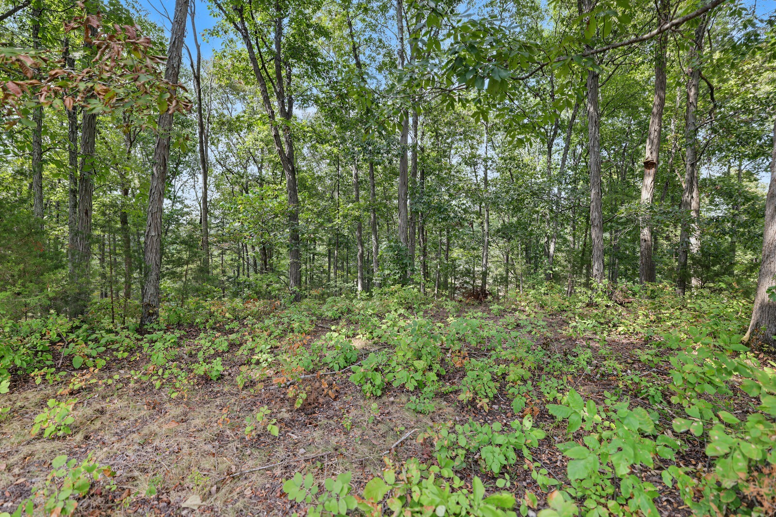 2909B Beech Log Rd