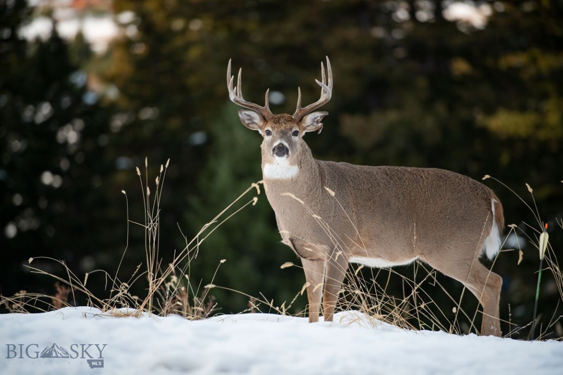 8906 Gold Dust Trail