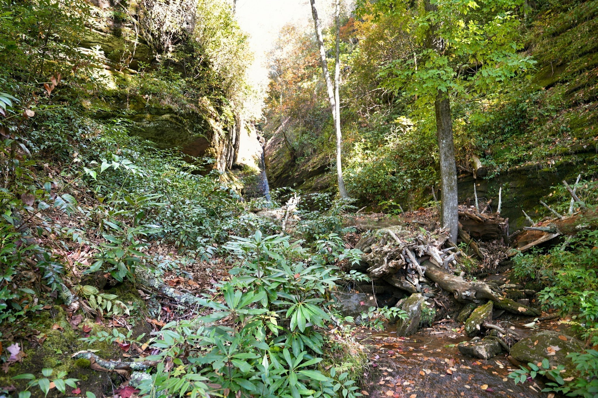 20 Whitetail Drive