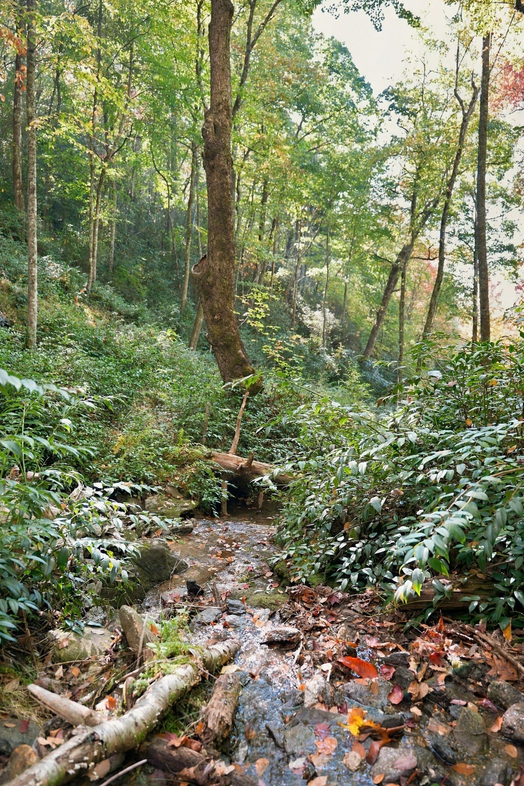 20 Whitetail Drive