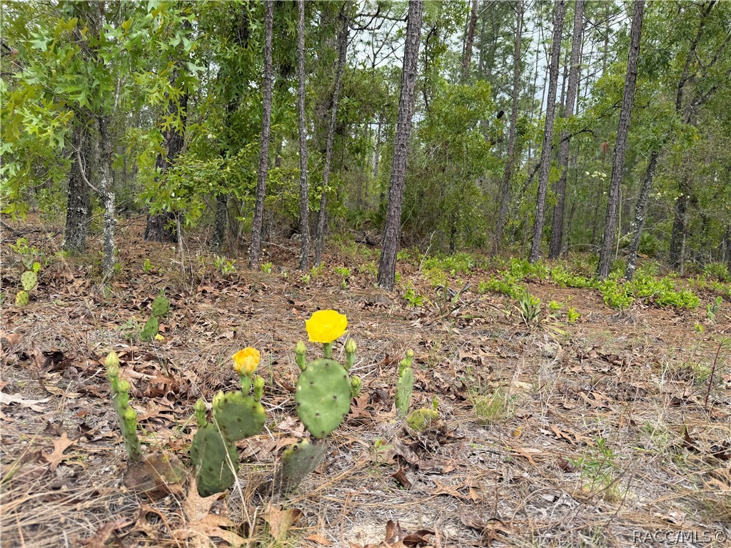 4231 W Bonanza Drive