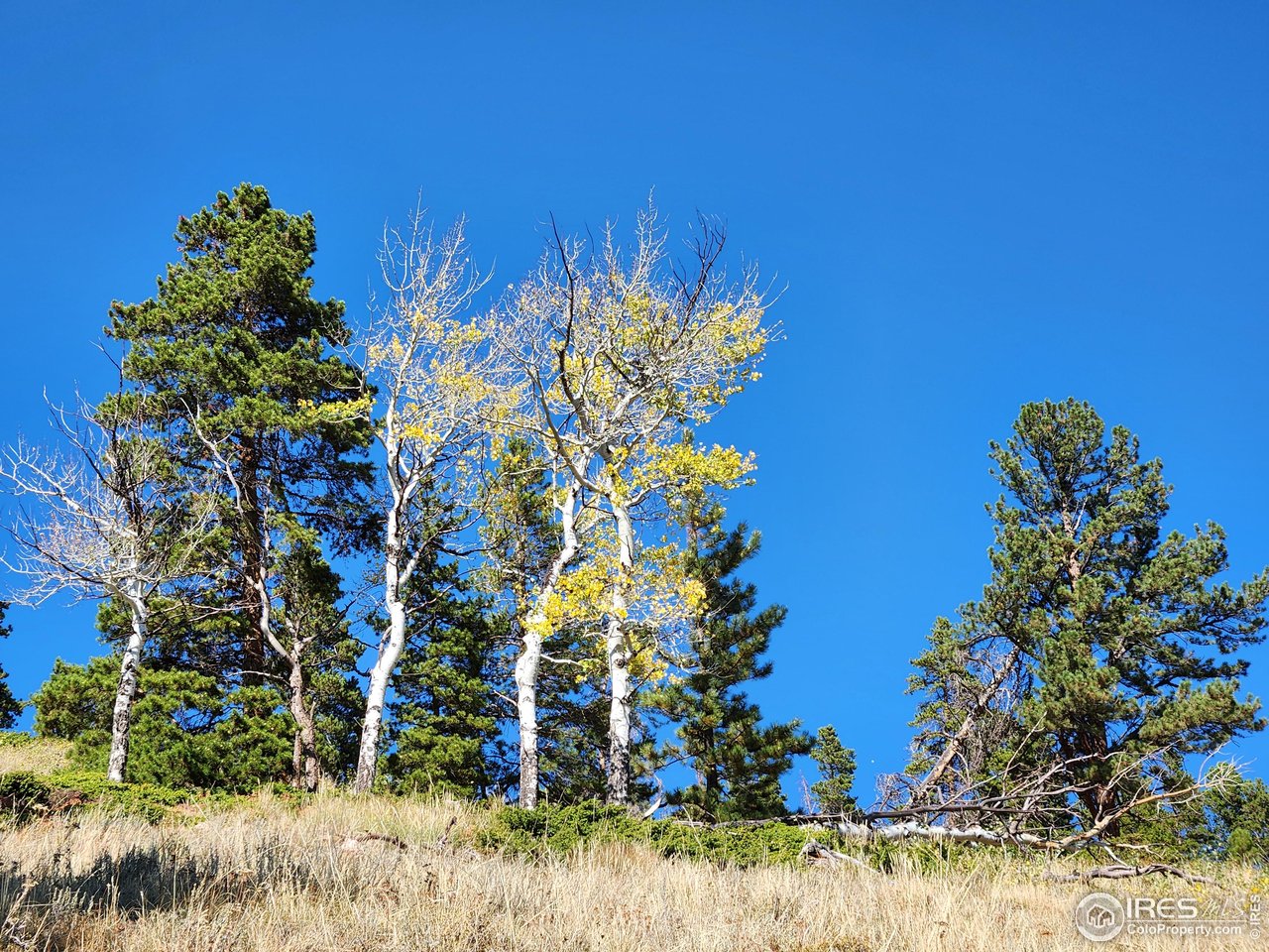 13729 Pingree Park Rd