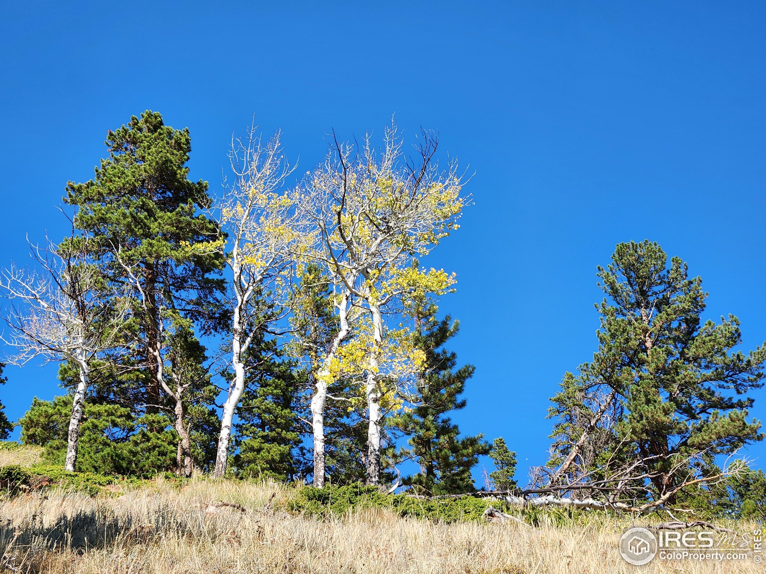 13729 Pingree Park Rd