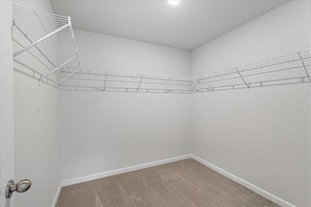 Empty walk-in closet with white wire shelving along three walls and beige carpet.