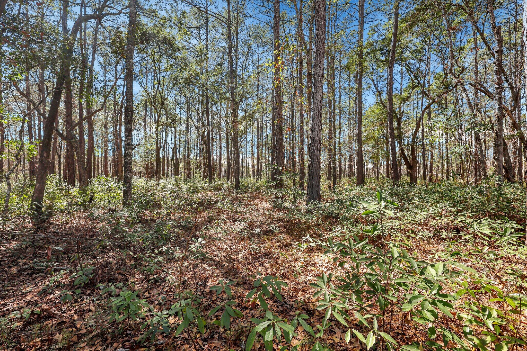 1010 Towhee Lane, McClellanville