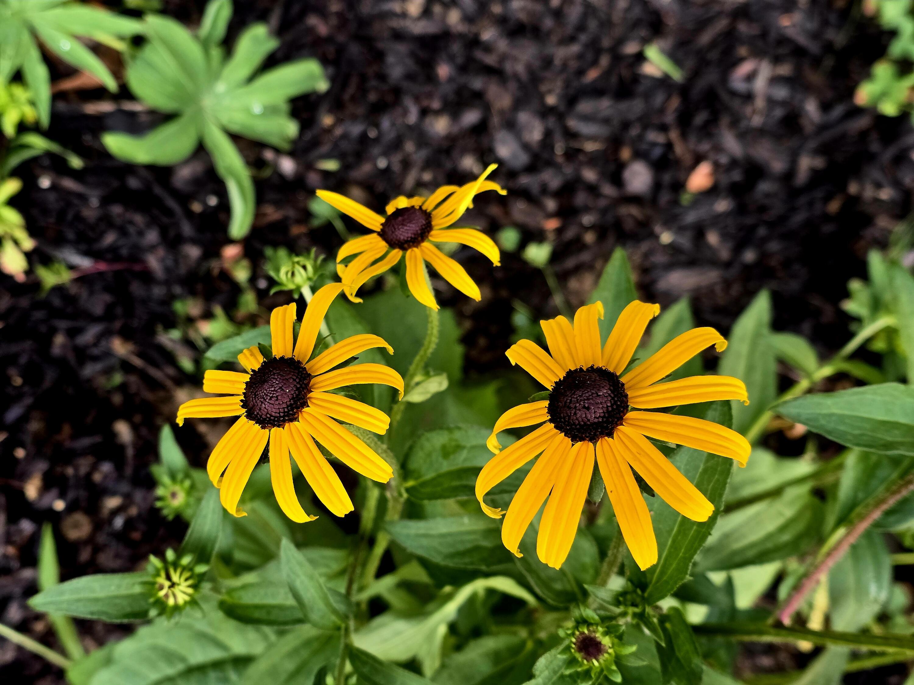 27 Pepperell Street 1