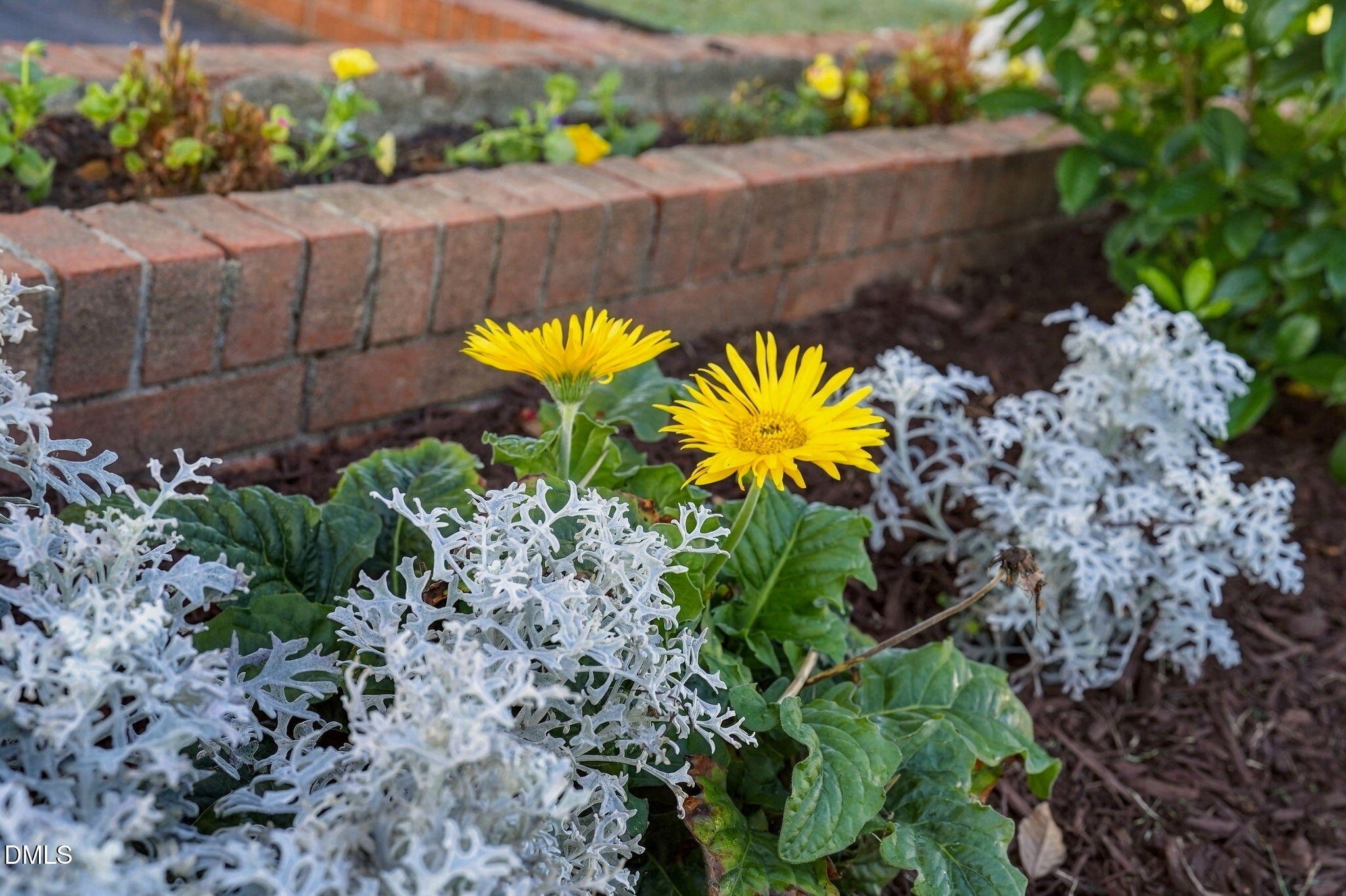 Garden bed with yellow flowers and silvery foliage beside a brick retaining edge.