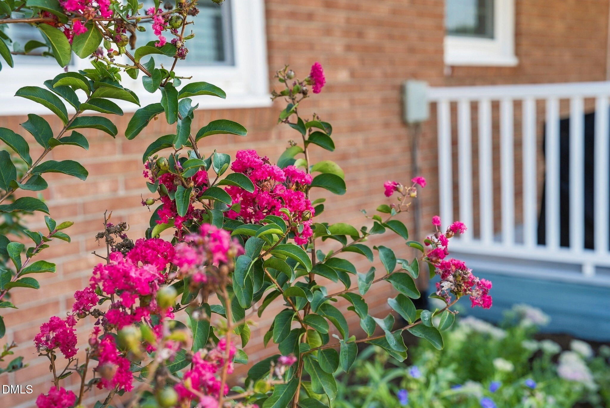 Pink crepe myrtle blooms beside a brick home’s white porch railing.